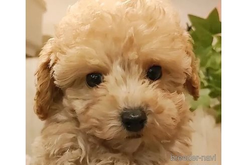 成約済の愛知県のティーカッププードル-284768の4枚目