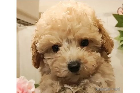 成約済の愛知県のティーカッププードル-284768の3枚目