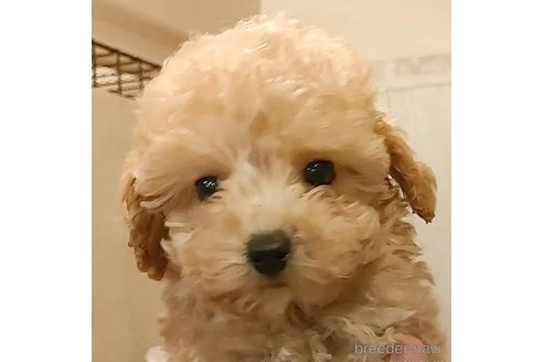 成約済の愛知県のティーカッププードル-284768の2枚目