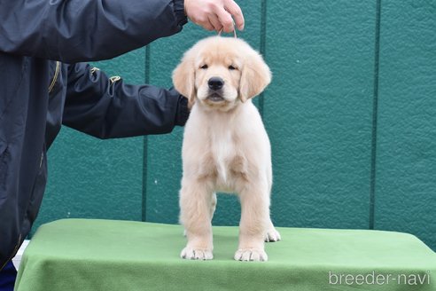 成約済の三重県のゴールデンレトリーバー-291405の5枚目