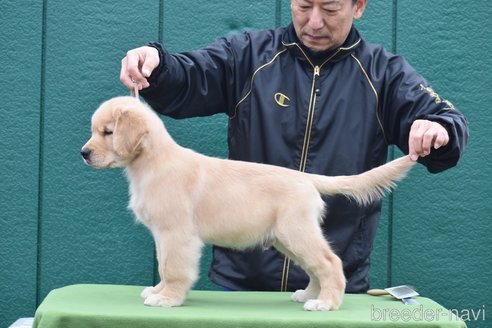 成約済の三重県のゴールデンレトリーバー-291405の8枚目