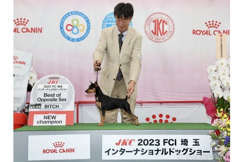 成約済の東京都のミニチュアピンシャー(ミニピン)-291063の3枚目