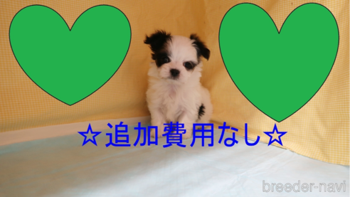 子犬