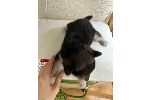 成約済の千葉県の柴犬-291524の10枚目