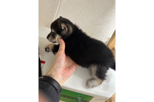 成約済の千葉県の柴犬-291524の11枚目