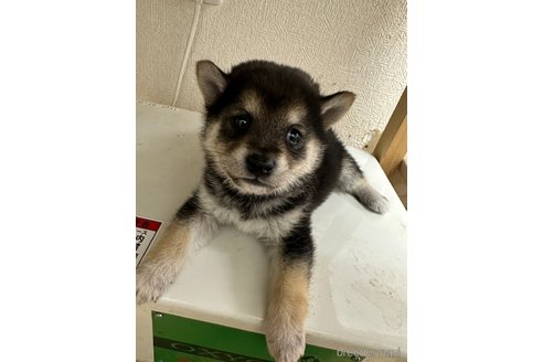 成約済の千葉県の柴犬-291524の12枚目