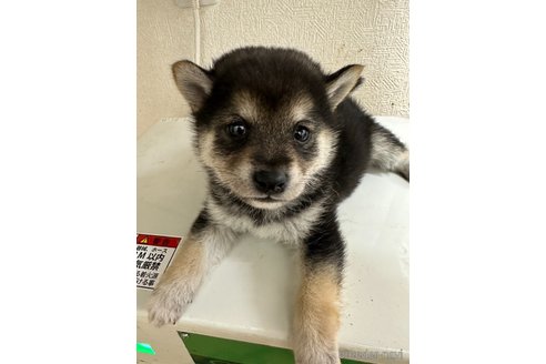 商談中の千葉県の柴犬-291524の14枚目