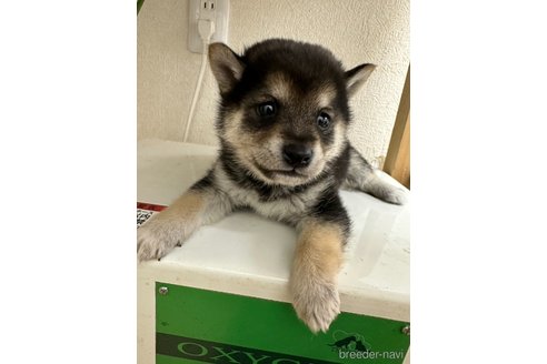 成約済の千葉県の柴犬-291524の15枚目