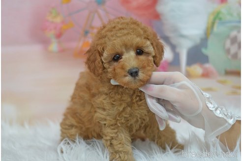 成約済の埼玉県のタイニープードル-285837の7枚目