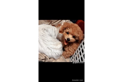 成約済の福岡県のトイプードル-291590の5枚目