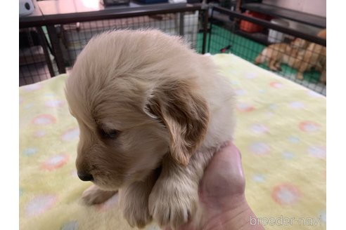 成約済の鹿児島県のゴールデンレトリーバー-291634の5枚目