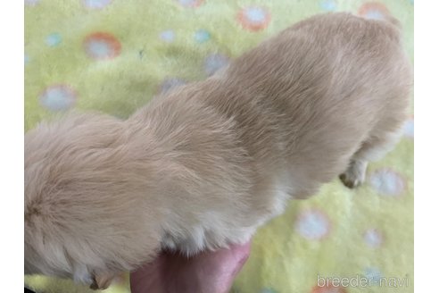 成約済の鹿児島県のゴールデンレトリーバー-291634の3枚目