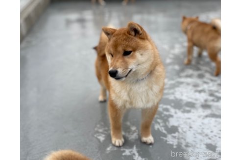 成約済の福岡県の豆柴-277406の5枚目