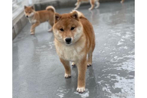 成約済の福岡県の豆柴-277406の6枚目