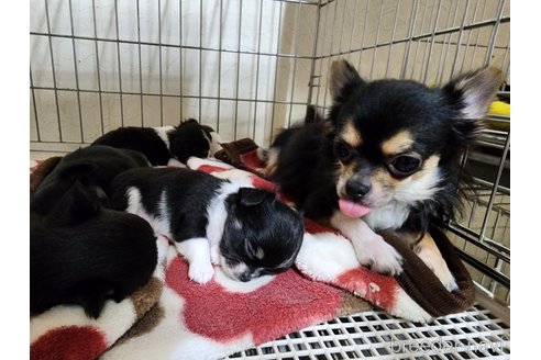 成約済の愛知県のチワワ(ロングコート)-291650の3枚目