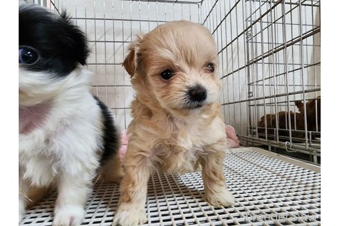 成約済の愛知県のチワプー:チワワ×トイプードル-291424の3枚目
