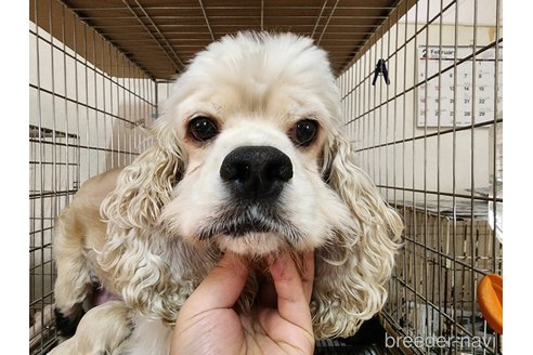 成約済の愛知県のアメリカンコッカースパニエル-291410の2枚目