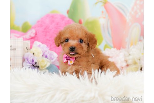 成約済の神奈川県のタイニープードル-291659の7枚目