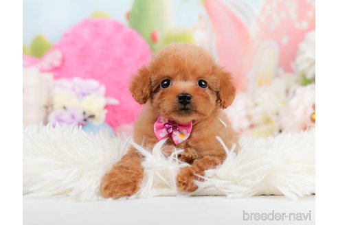 成約済の神奈川県のタイニープードル-291659の8枚目