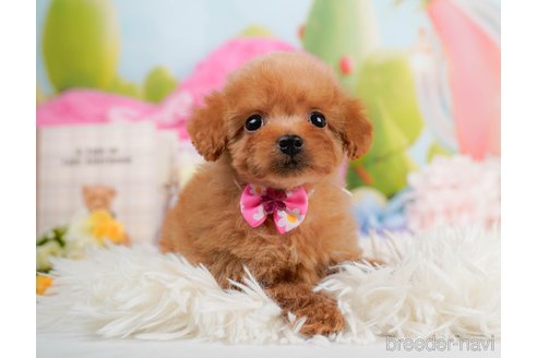 成約済の神奈川県のタイニープードル-291659の10枚目