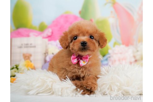 成約済の神奈川県のタイニープードル-291659の11枚目