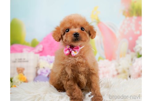 成約済の神奈川県のタイニープードル-291659の5枚目