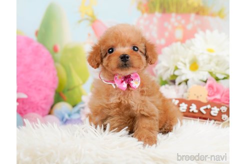 成約済の神奈川県のタイニープードル-291659