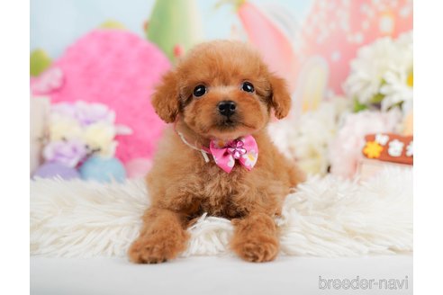 成約済の神奈川県のタイニープードル-291659の3枚目