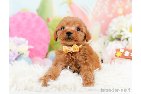 成約済の神奈川県のタイニープードル-291662の5枚目