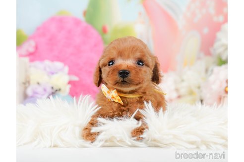 成約済の神奈川県のタイニープードル-291662の2枚目