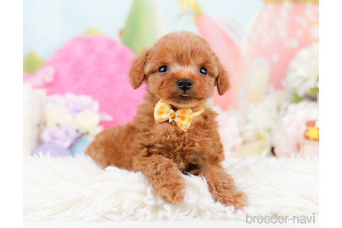 成約済の神奈川県のタイニープードル-291662の4枚目