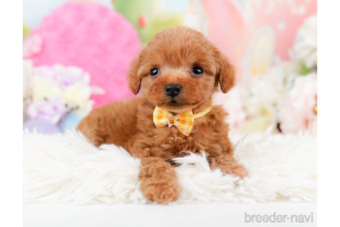 成約済の神奈川県のタイニープードル-291662の6枚目