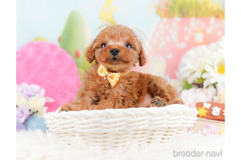 成約済の神奈川県のタイニープードル-291662の8枚目