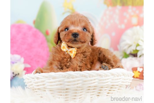 成約済の神奈川県のタイニープードル-291662の7枚目