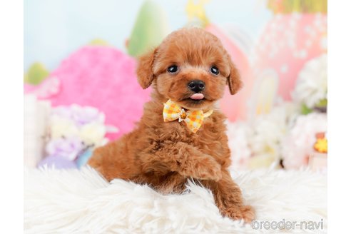 成約済の神奈川県のタイニープードル-291662の9枚目