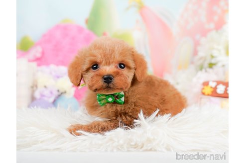 成約済の神奈川県のタイニープードル-291666の3枚目