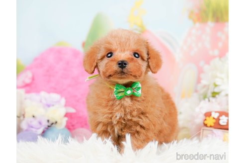 成約済の神奈川県のタイニープードル-291666の2枚目