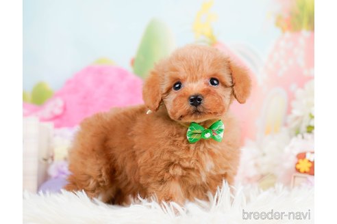 成約済の神奈川県のタイニープードル-291666の7枚目