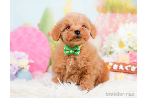 成約済の神奈川県のタイニープードル-291666の5枚目