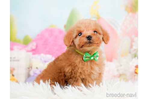 成約済の神奈川県のタイニープードル-291666の6枚目