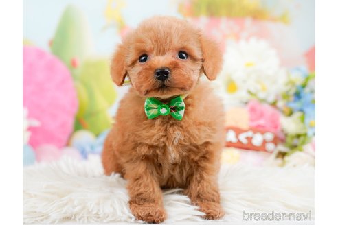 成約済の神奈川県のタイニープードル-291666の9枚目