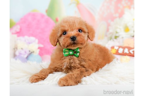 成約済の神奈川県のタイニープードル-291666の1枚目