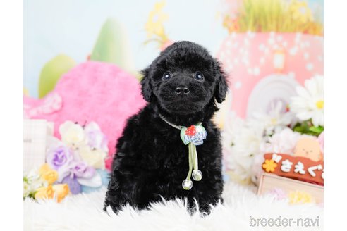 成約済の神奈川県のトイプードル-291668の10枚目