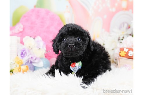 成約済の神奈川県のトイプードル-291668の5枚目