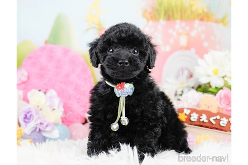 成約済の神奈川県のトイプードル-291668の7枚目