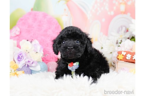 成約済の神奈川県のトイプードル-291668の8枚目