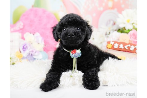 成約済の神奈川県のトイプードル-291668の9枚目