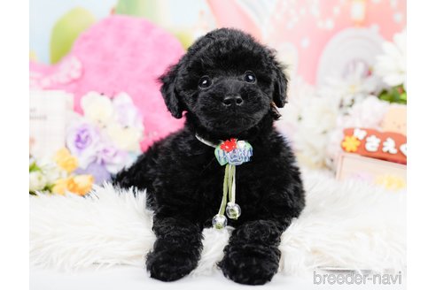 成約済の神奈川県のトイプードル-291668の1枚目