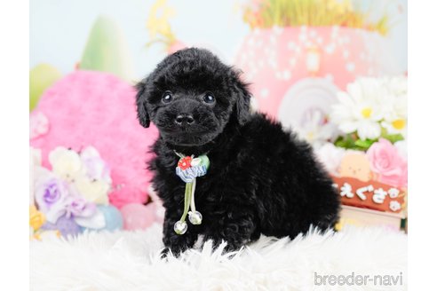 成約済の神奈川県のトイプードル-291668の2枚目