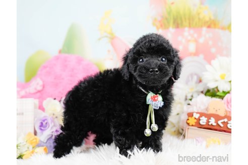 成約済の神奈川県のトイプードル-291668の4枚目